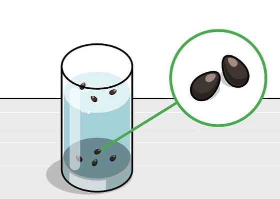 "Float" test pro zjištění kvality konopných semen, zdroj: wikihow.com